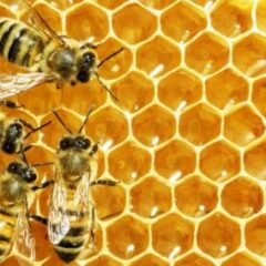 0ab52a8a4af1eea26fafb41aa941829a--beekeeping-honey-bees